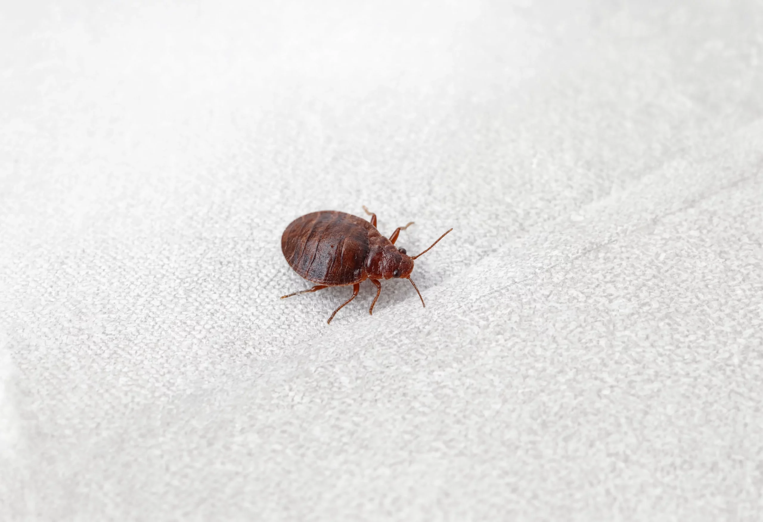 Close-up macro photo of a bed bug for identification